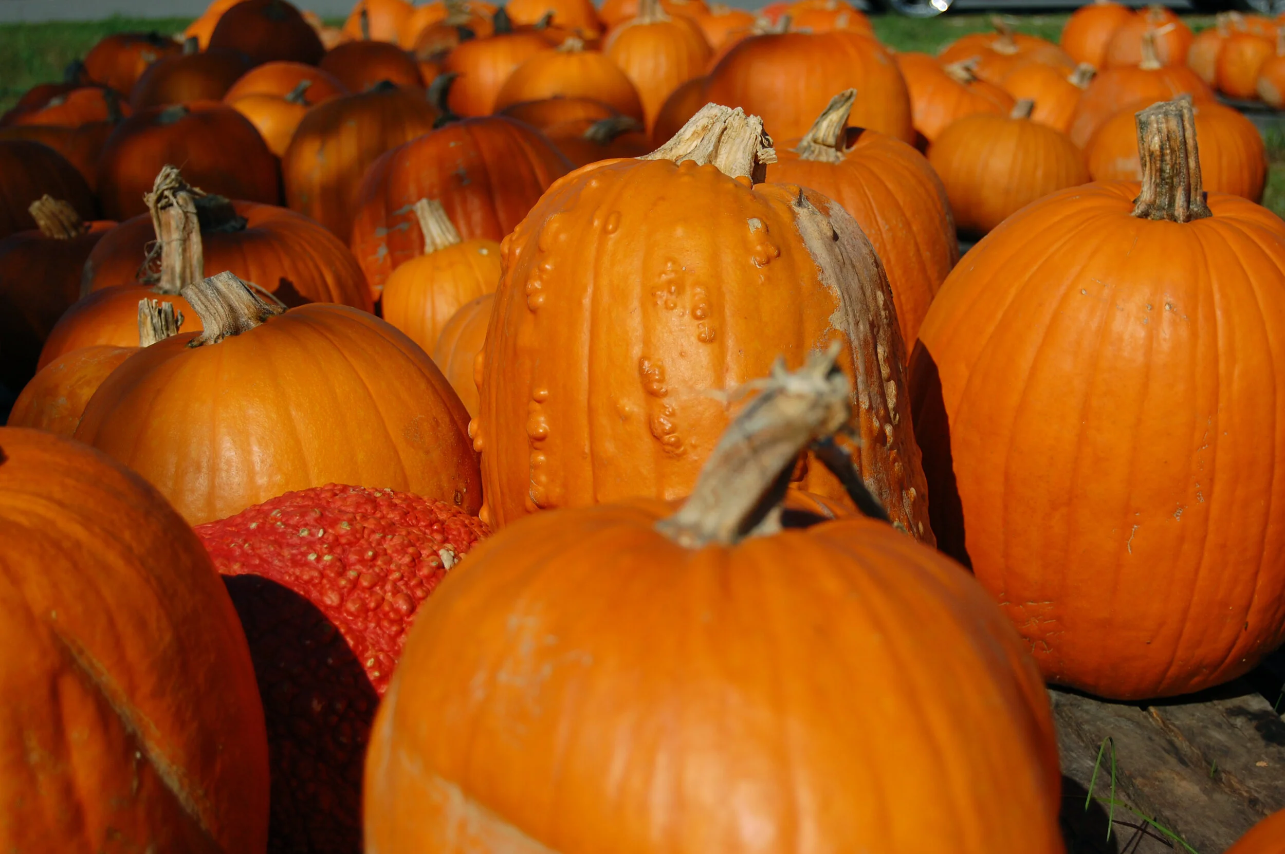 Mayor OKs trick or treating in Queens this Halloween