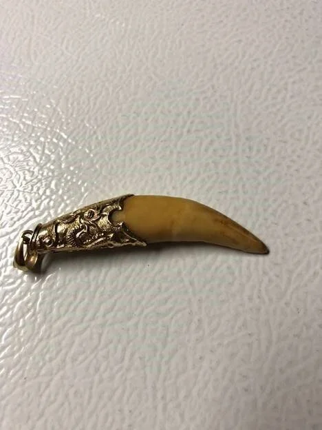 Fuzz bust tiger tooth sale in Queens