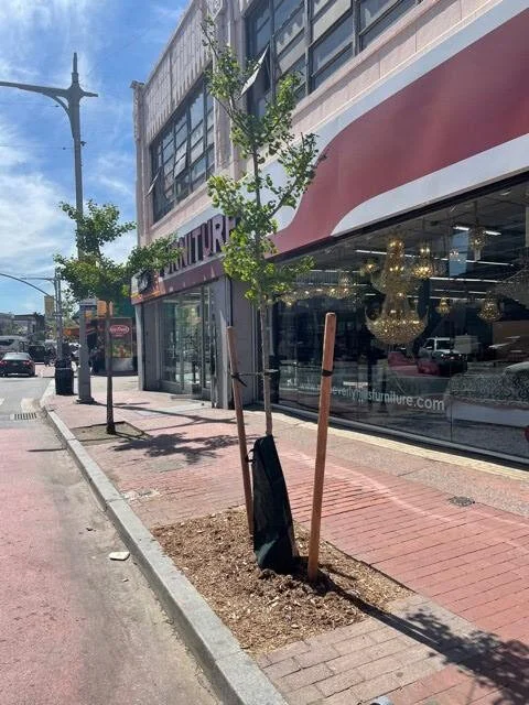 Jamaica BID looks to spruce up sidewalk greenery — or lack thereof