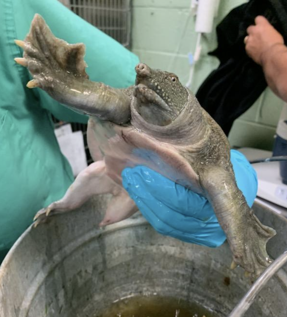 Weird turtles, bullfrogs rescued from Queens park