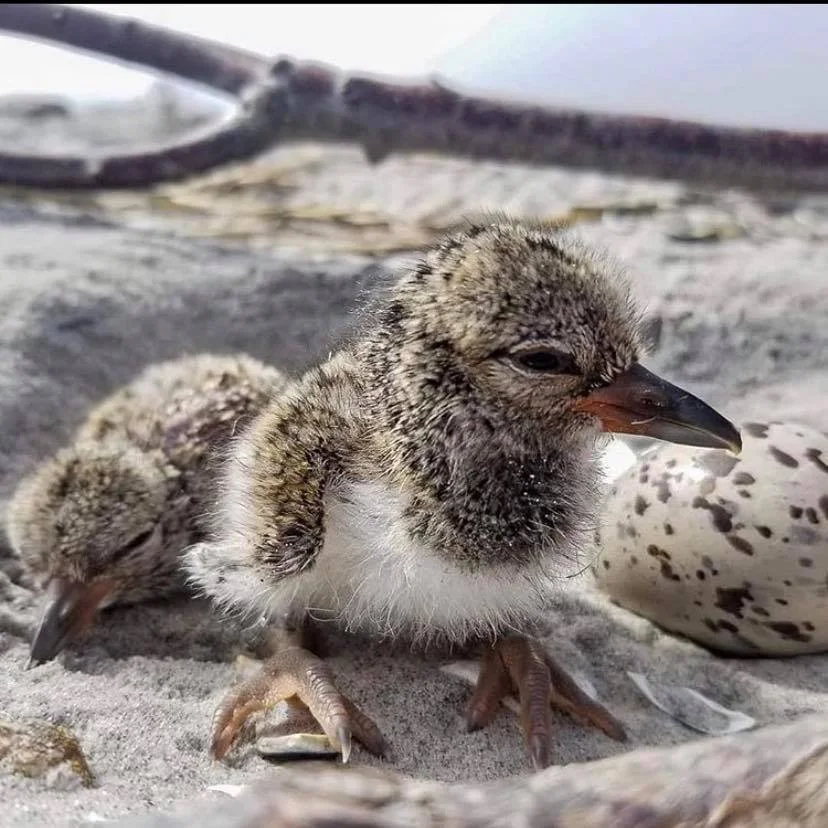 Queens bird burglars make Parks’ wanted list