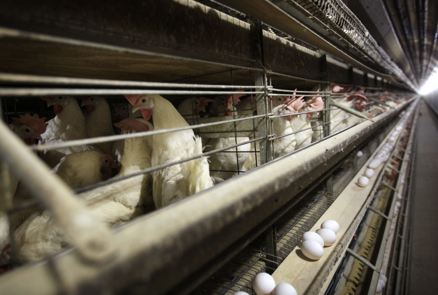 Bird flu found in Queens as gov closes live poultry markets 