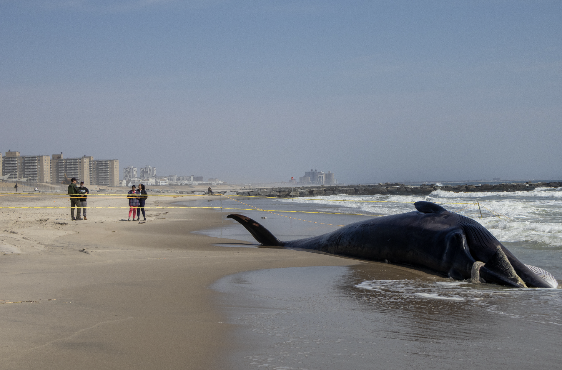 Whale washes up on Queens shore 
