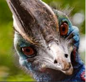 http://savethecassowray.org.au/the-cassowary