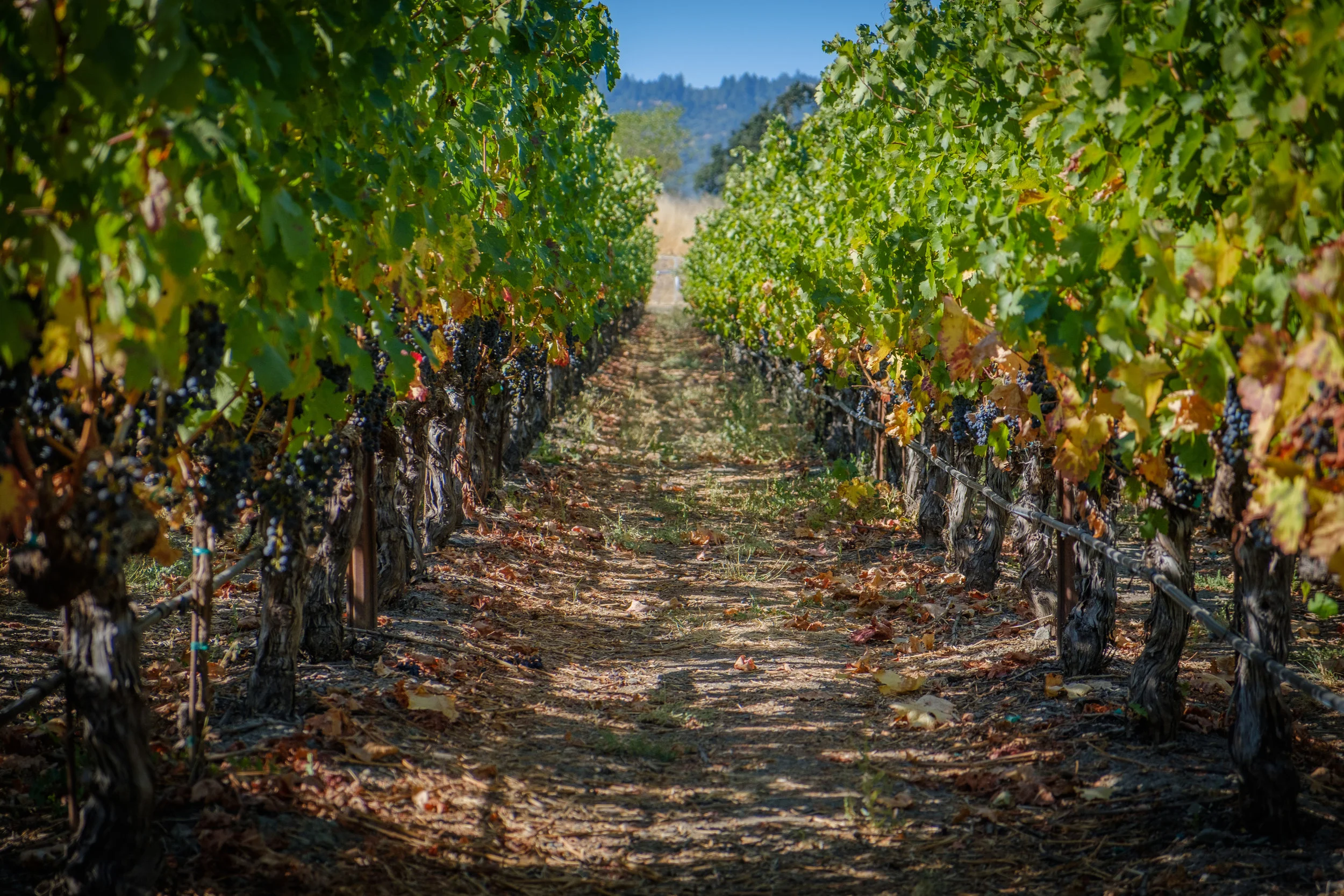 Silver Oak Winery