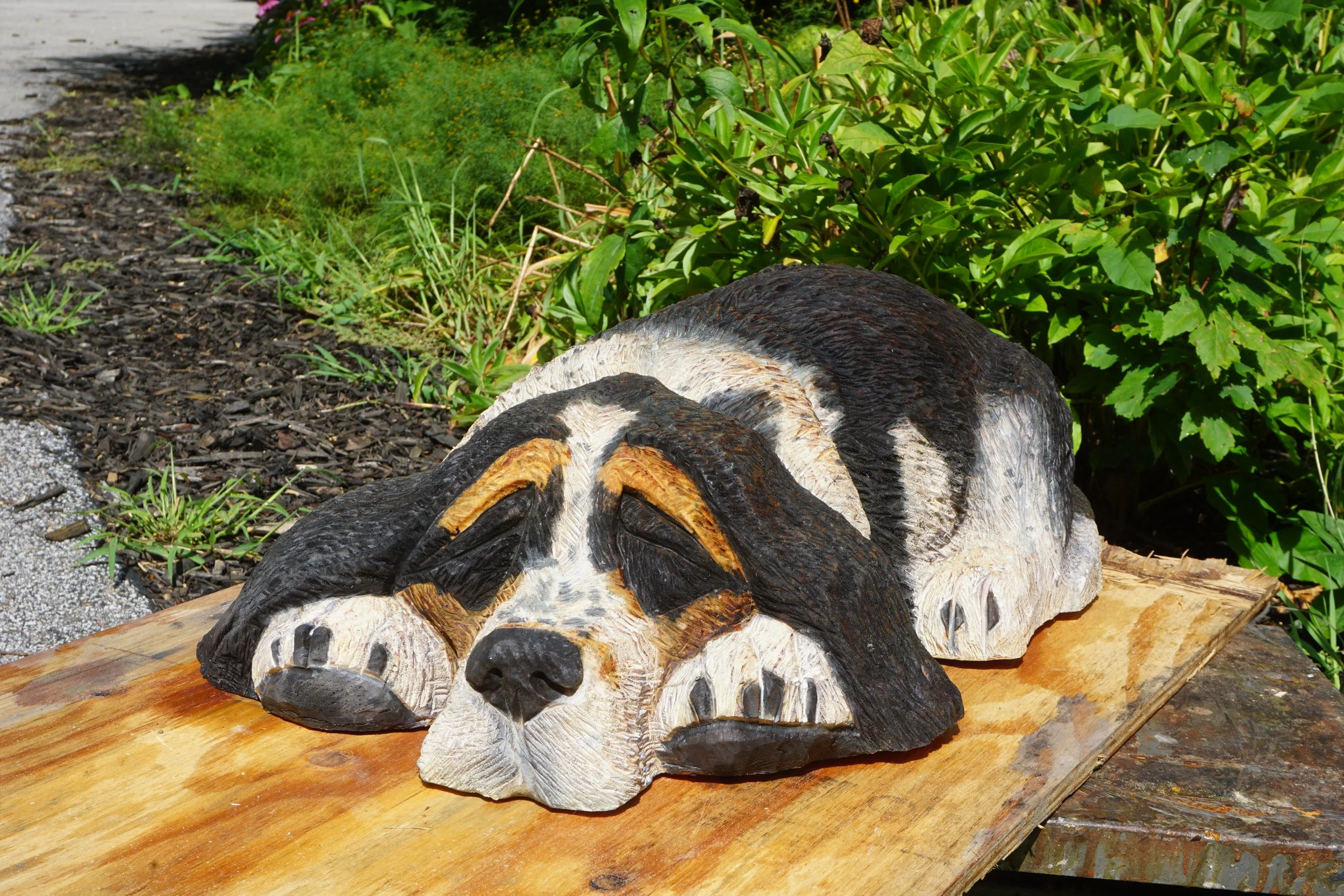 Basset Hound - Gracie