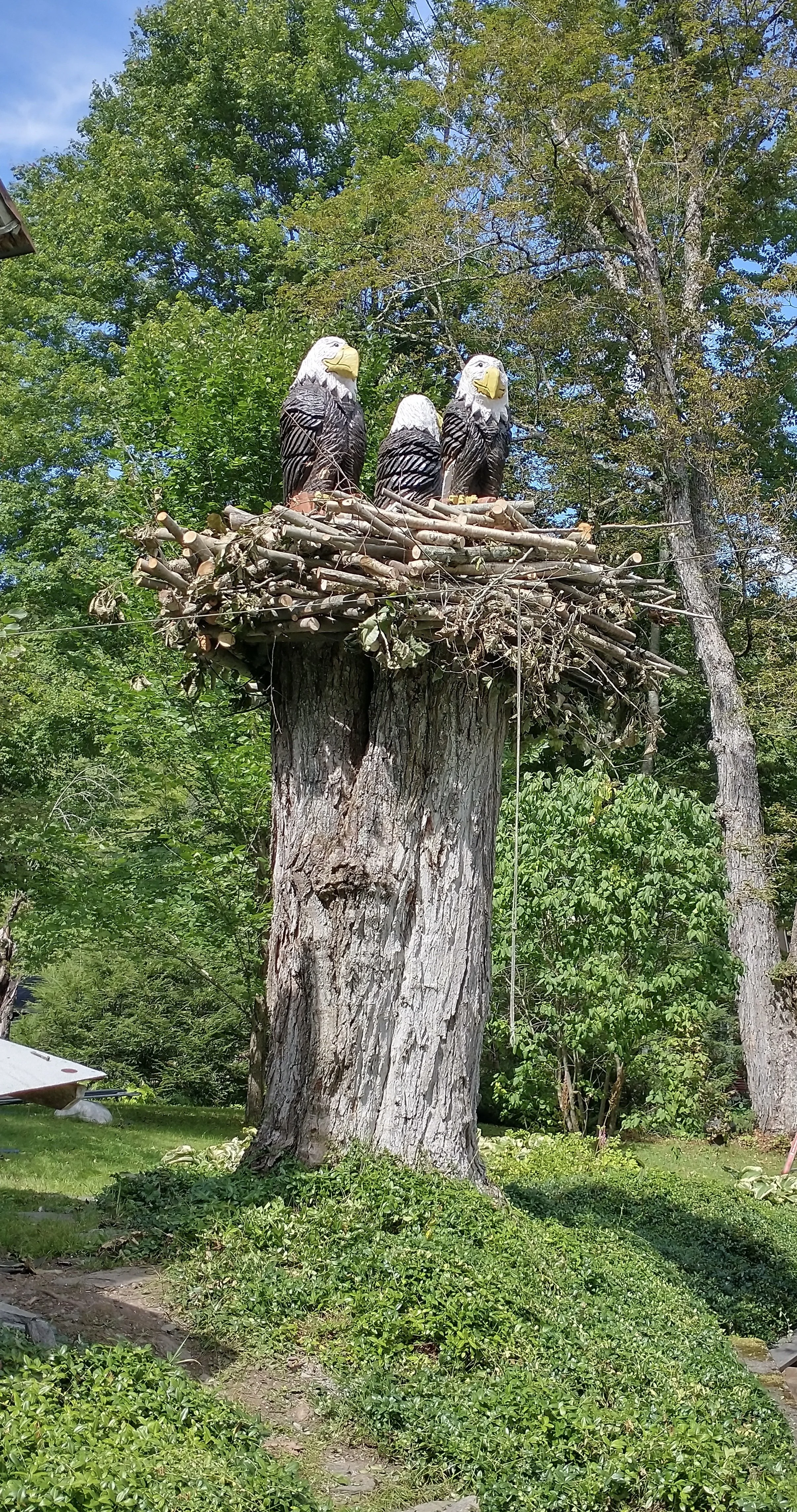 Onsite Eagle &amp; Eaglets with nest - Bridgewater, VT