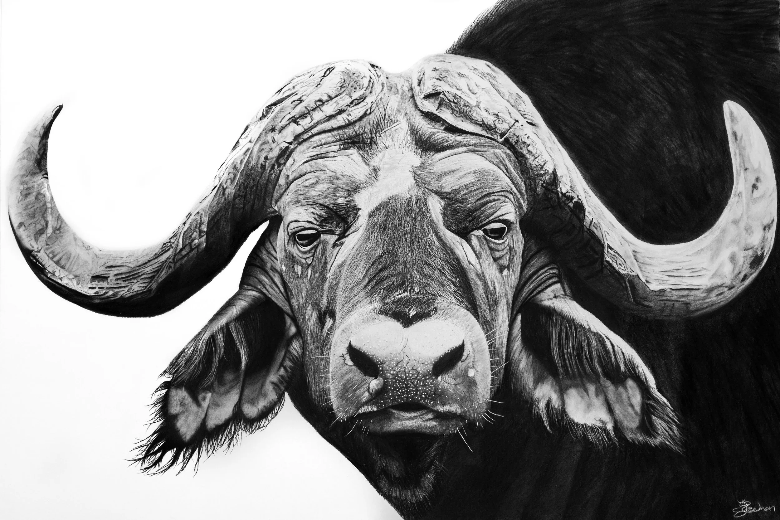 Content - Buffalo (1).jpg