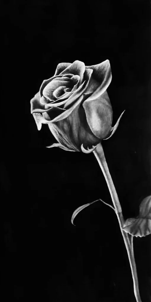 Rose 1.jpg