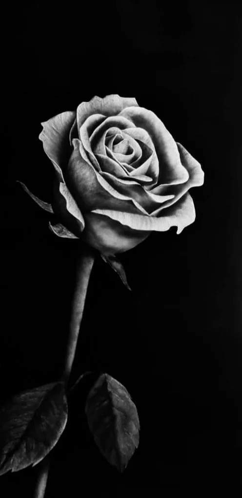 Rose 2.jpg