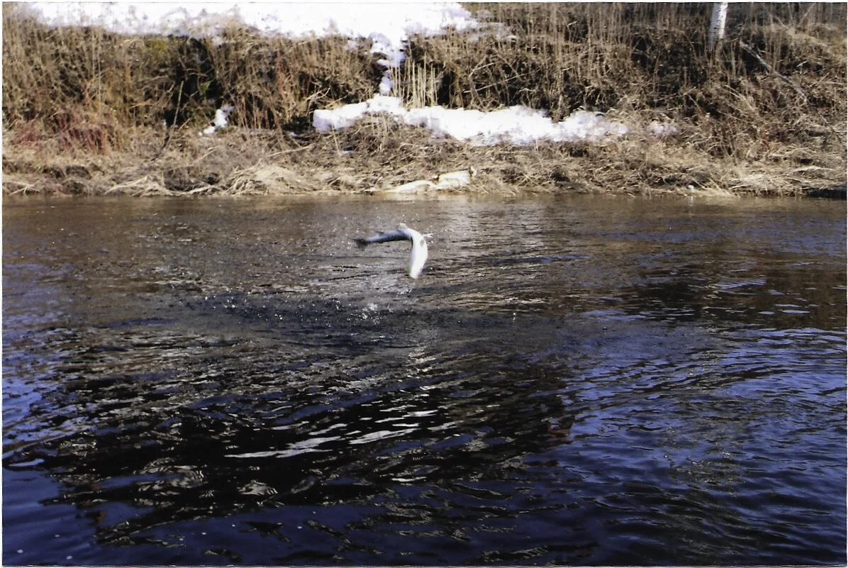 miramichi fish ju,p.jpeg