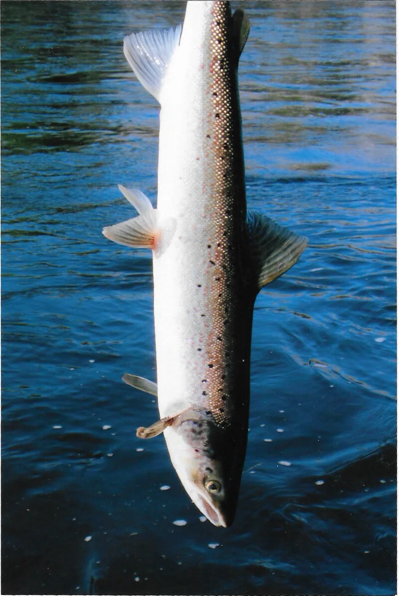 miramichi fish 1.jpg