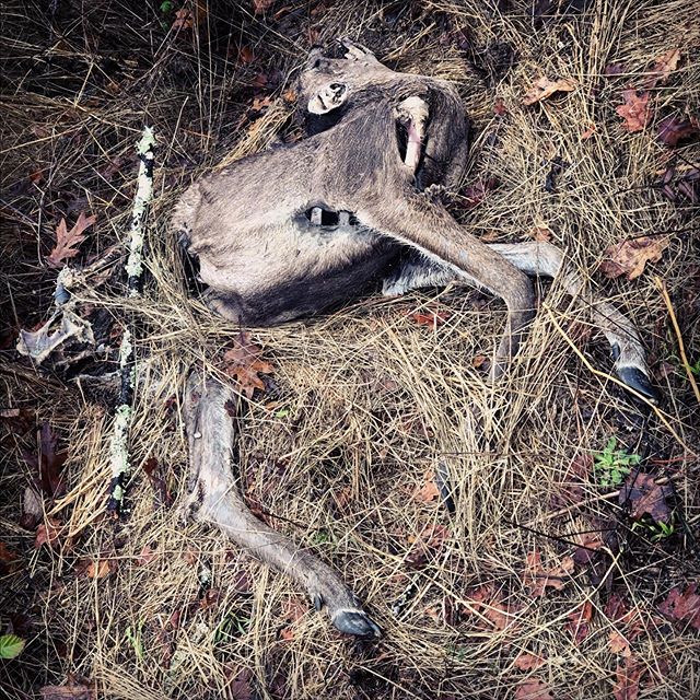 Run with the hunted. #deathlifedeath #lettinggo
