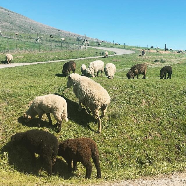 At least this latest catasterous disatrophe still lets us frolic outdoors in the fresh air with the spring lambs while stocking up on local Fibershed wool from Hazel at Bodega Pastures 🐑 🧶 🌿&hearts;️😷