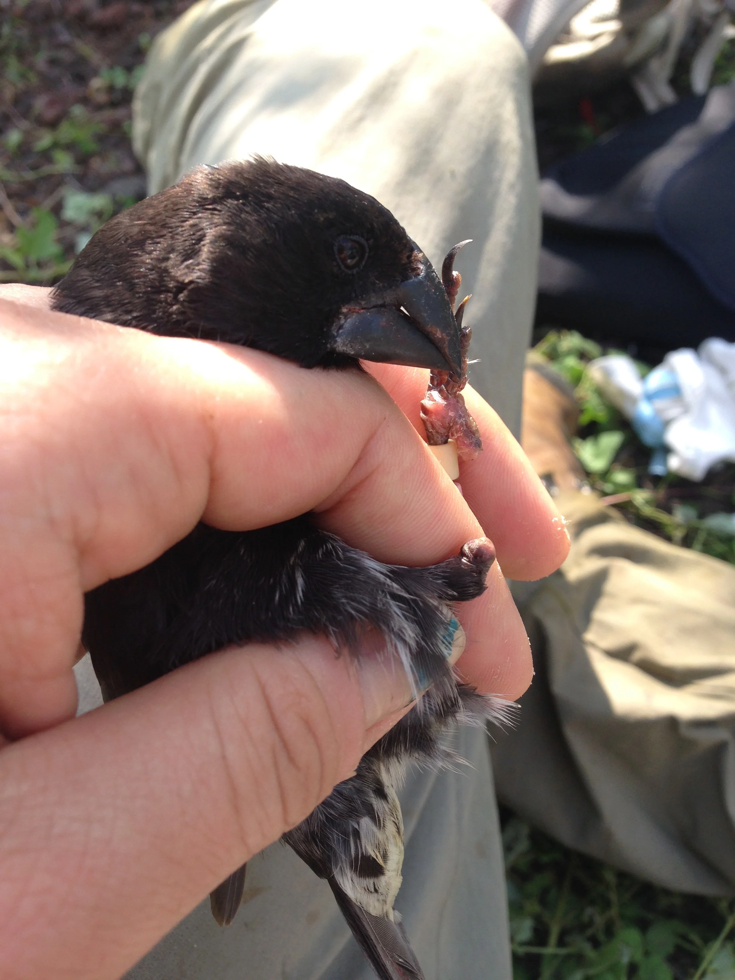 This poor medium ground finch is missing the lower part of his right leg and some toes on his left, likely due to pox.