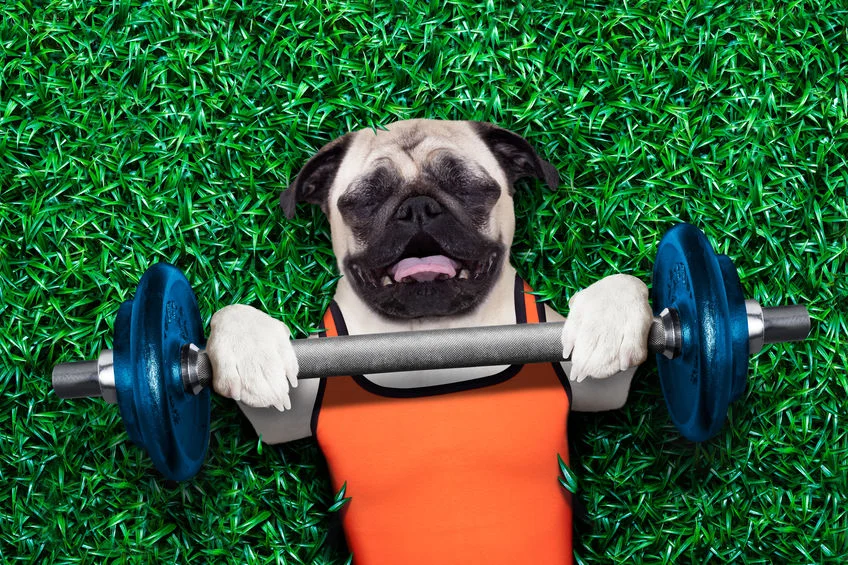 WEBSITE images dog doing weights.jpg
