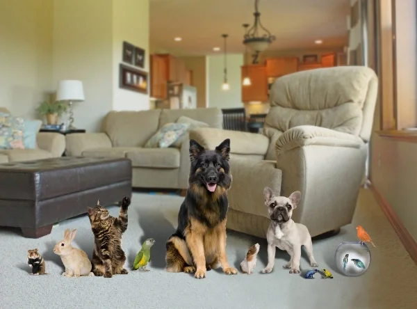 househoundallinclusive.jpg