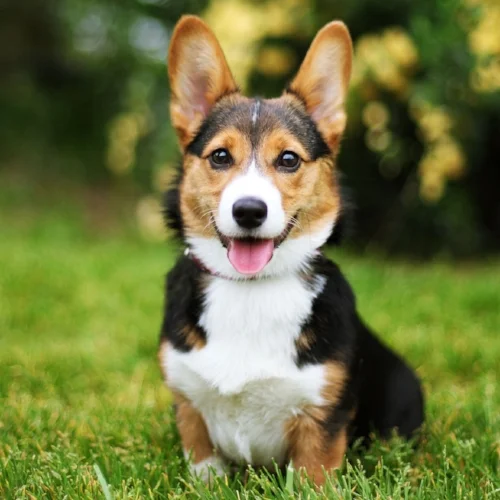 Dogsittingday_houseandhound.jpg