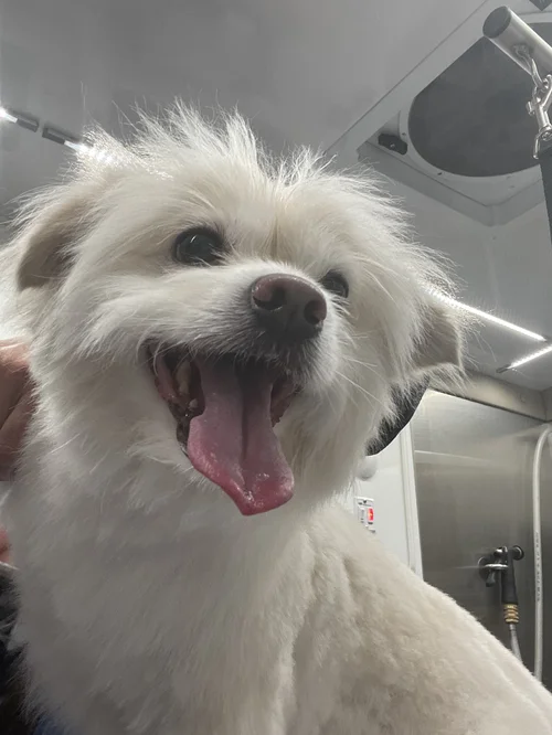 Seattle Pet Grooming Mobile Pet Groomer Dog Grooming Packages