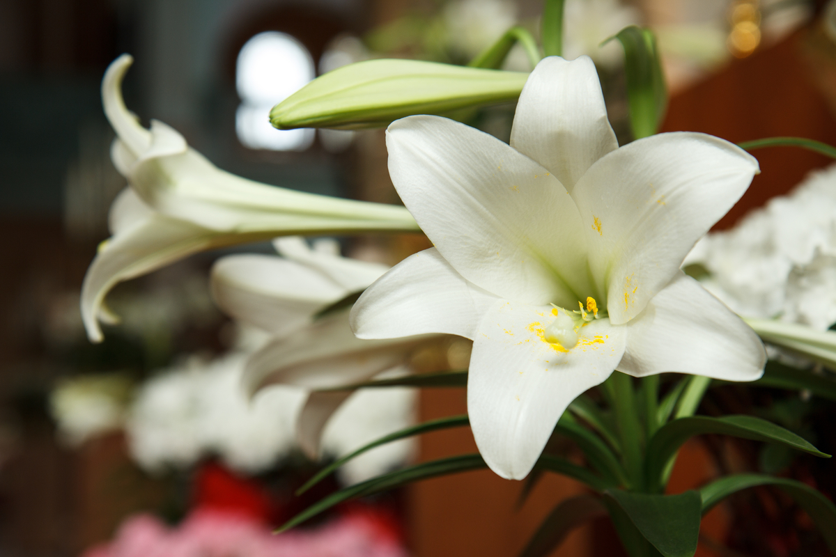 easter lily.jpeg