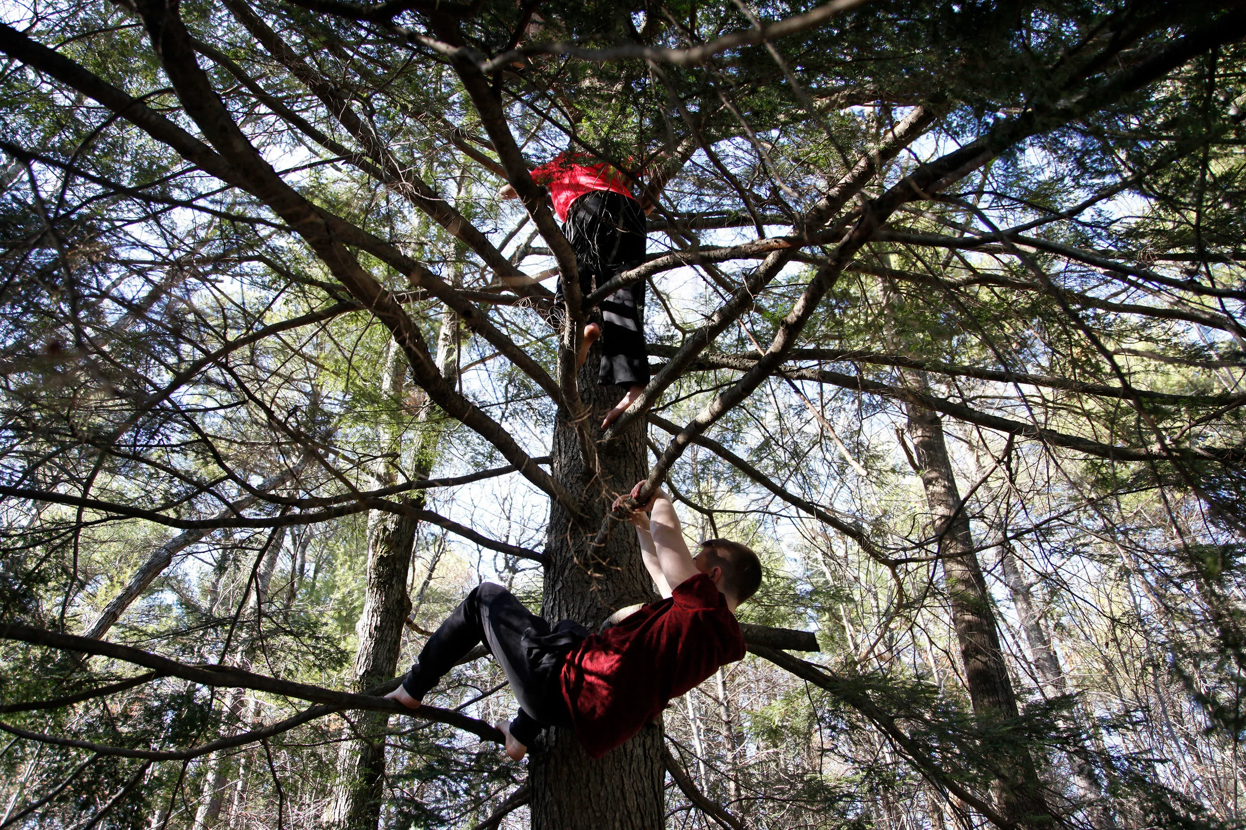 Tree climbing, 2016