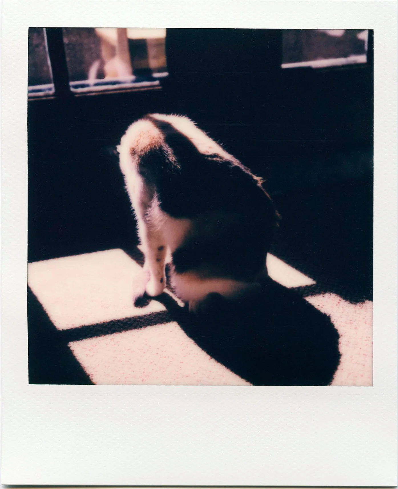 polaroid ig14.JPG