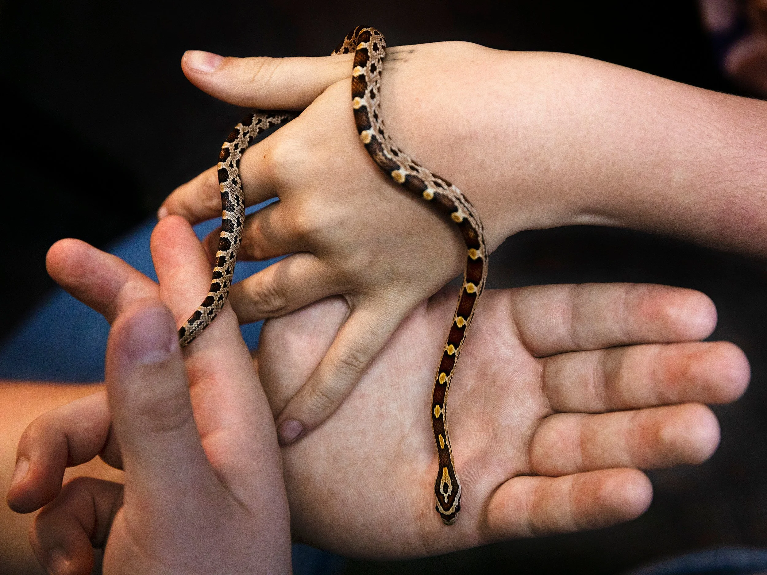 Corn snake (date with Morgan), 2021