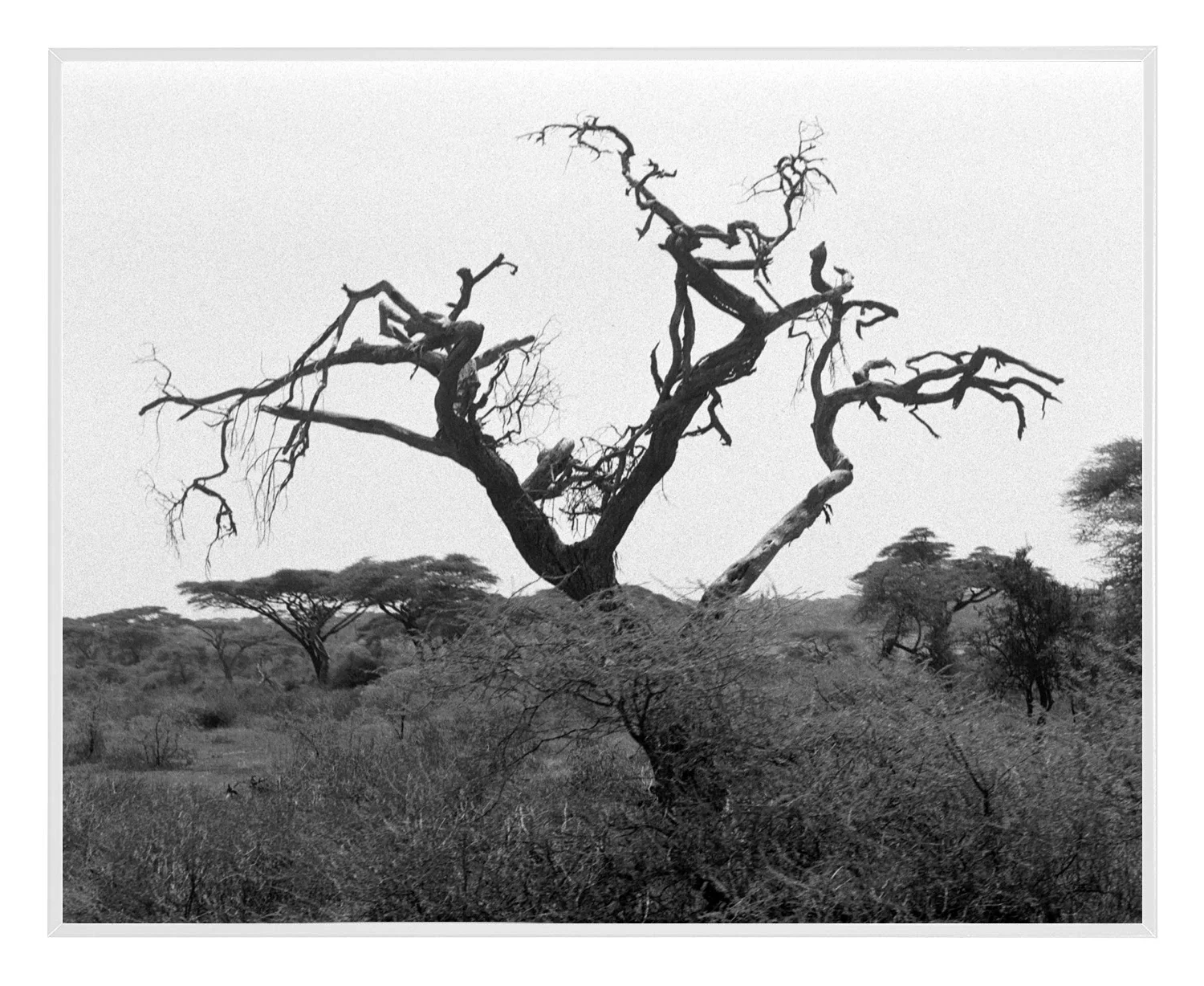 Limited Edition B&amp;W Print - Tree