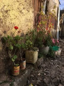 korah-flowers-225x300.jpg