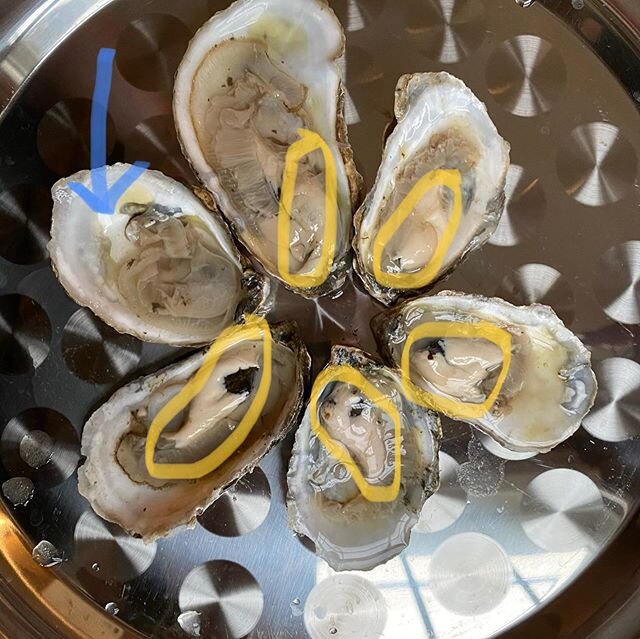 For the curious minds out there! Are you enjoying your favorite oysters while noticing they look a little whiter and taste a little creamier than usual? (See the yellow circles in the pic for reference). You might be excited to learn, or maybe a litt