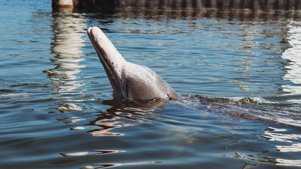 Feeding a wild dolphin.