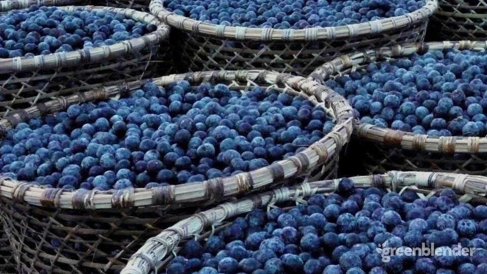 Nutritional Nugget: Acai