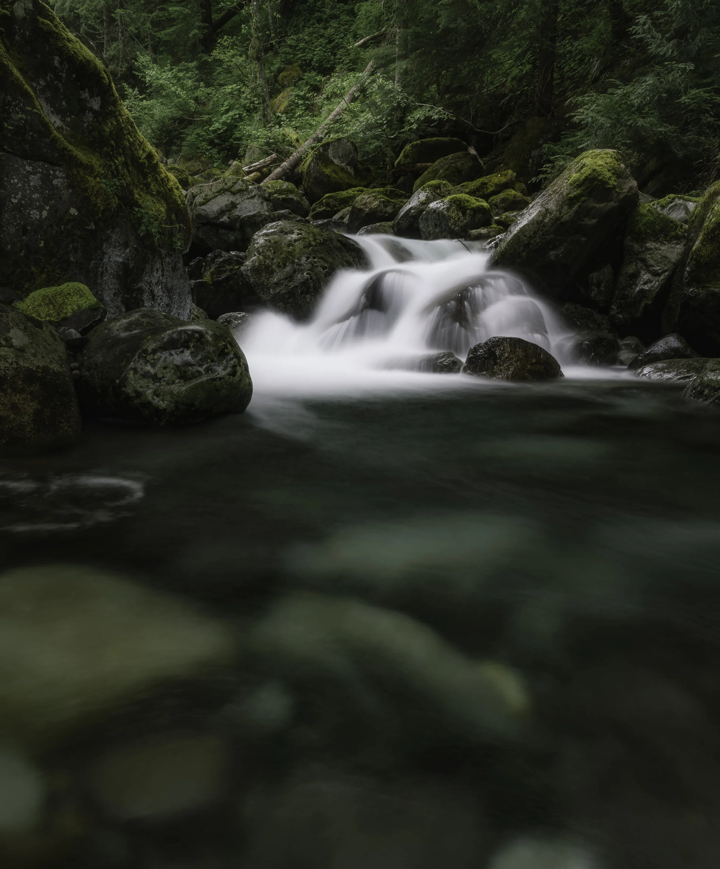 Stevens CreekMossy_ copy.jpg