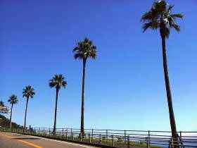 椰子の木 椰子の木 — Cocayu