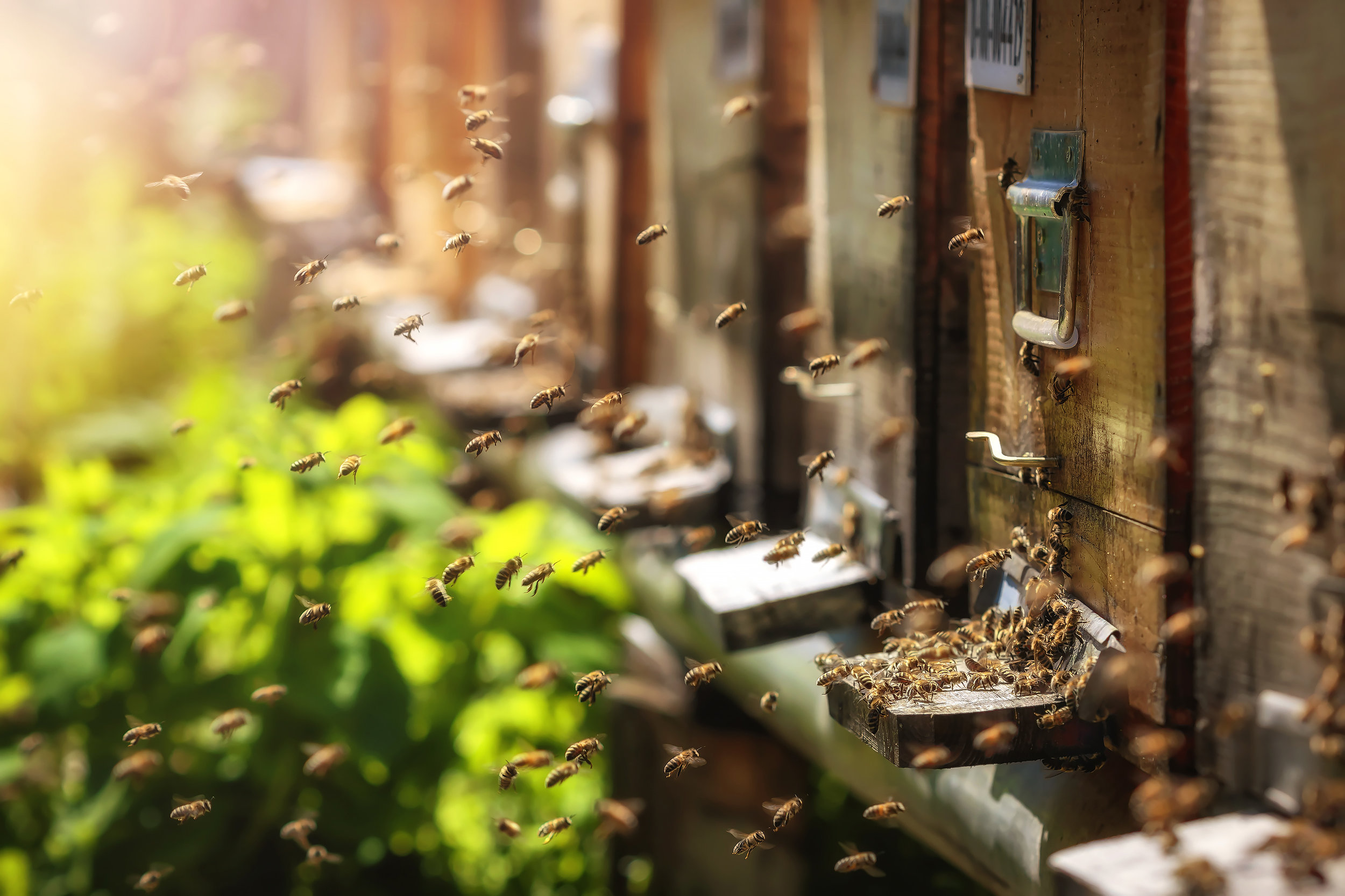 AdobeStock_110132653.jpeg