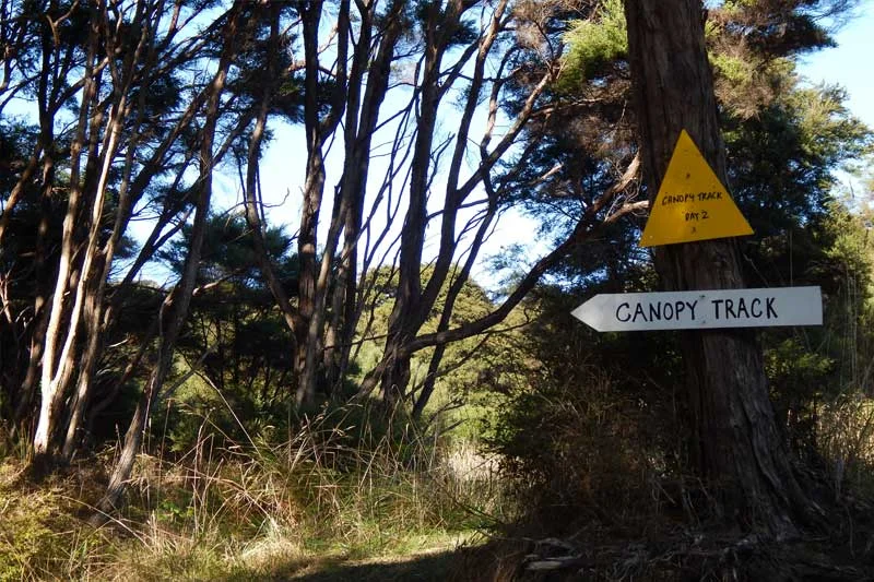canopy-track.jpg