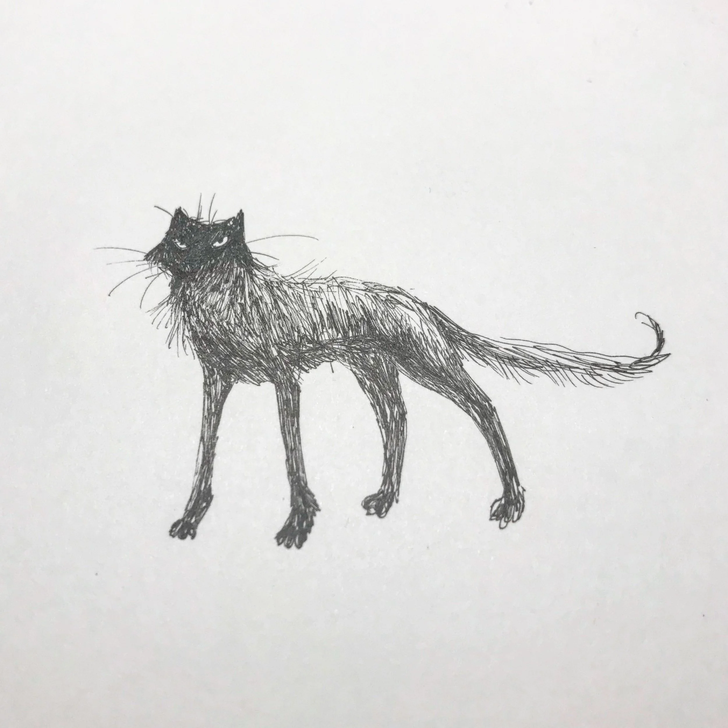 mix cat 2.JPG