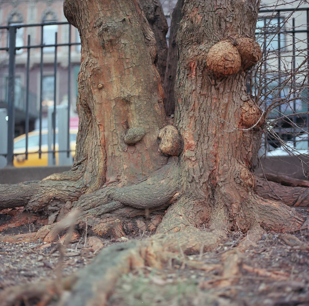 Orange Split, Riverside Park