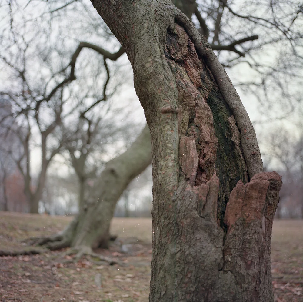 Peeling Back, Riverside Park