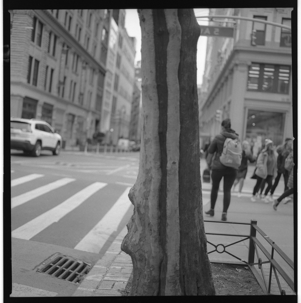 Striped Trunk, 13th Street