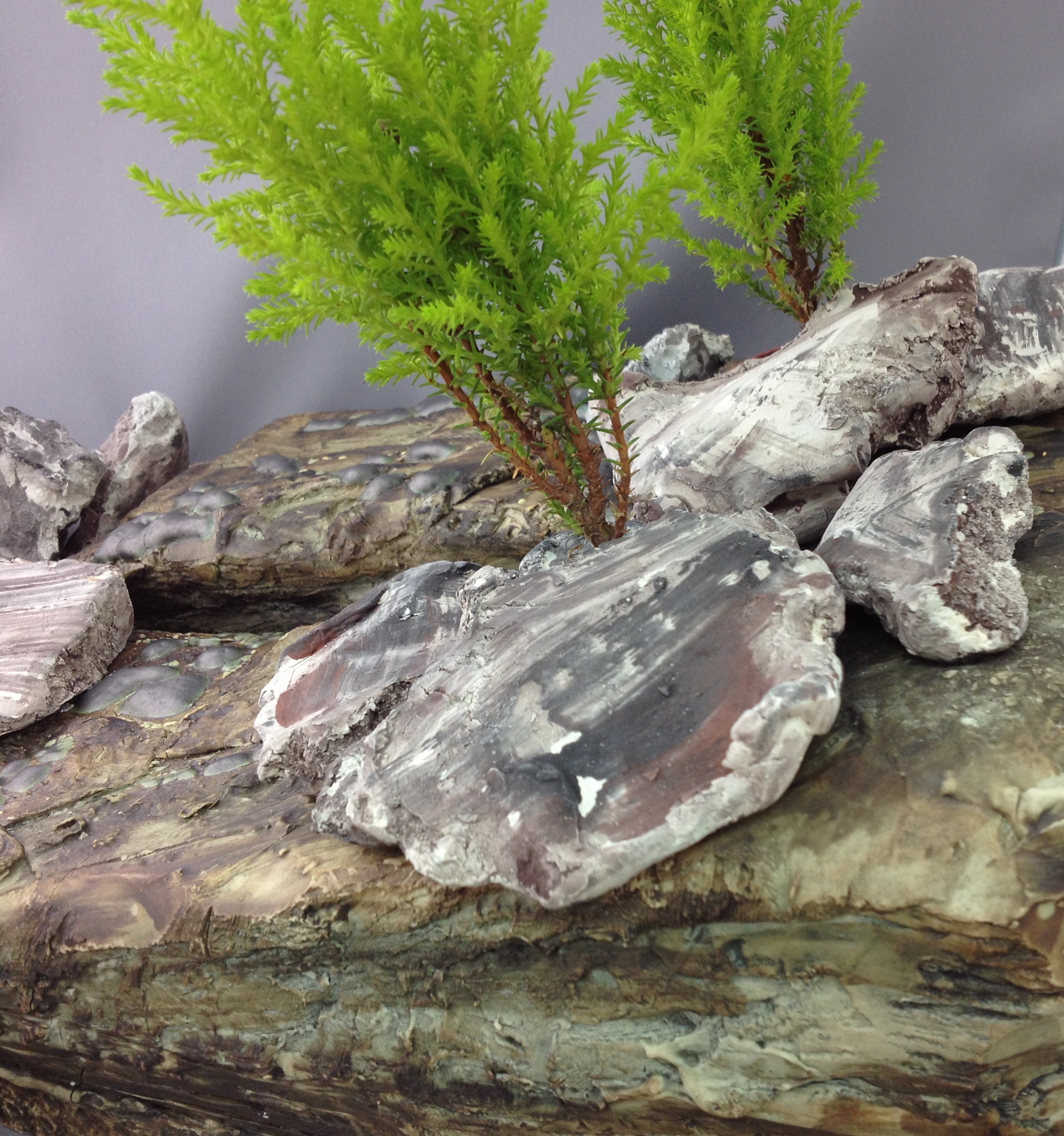2016-03-10 17.49.14-Escarpment Bonsai 2.jpg