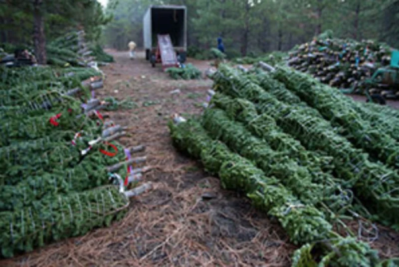 WholesaleTrees.jpg