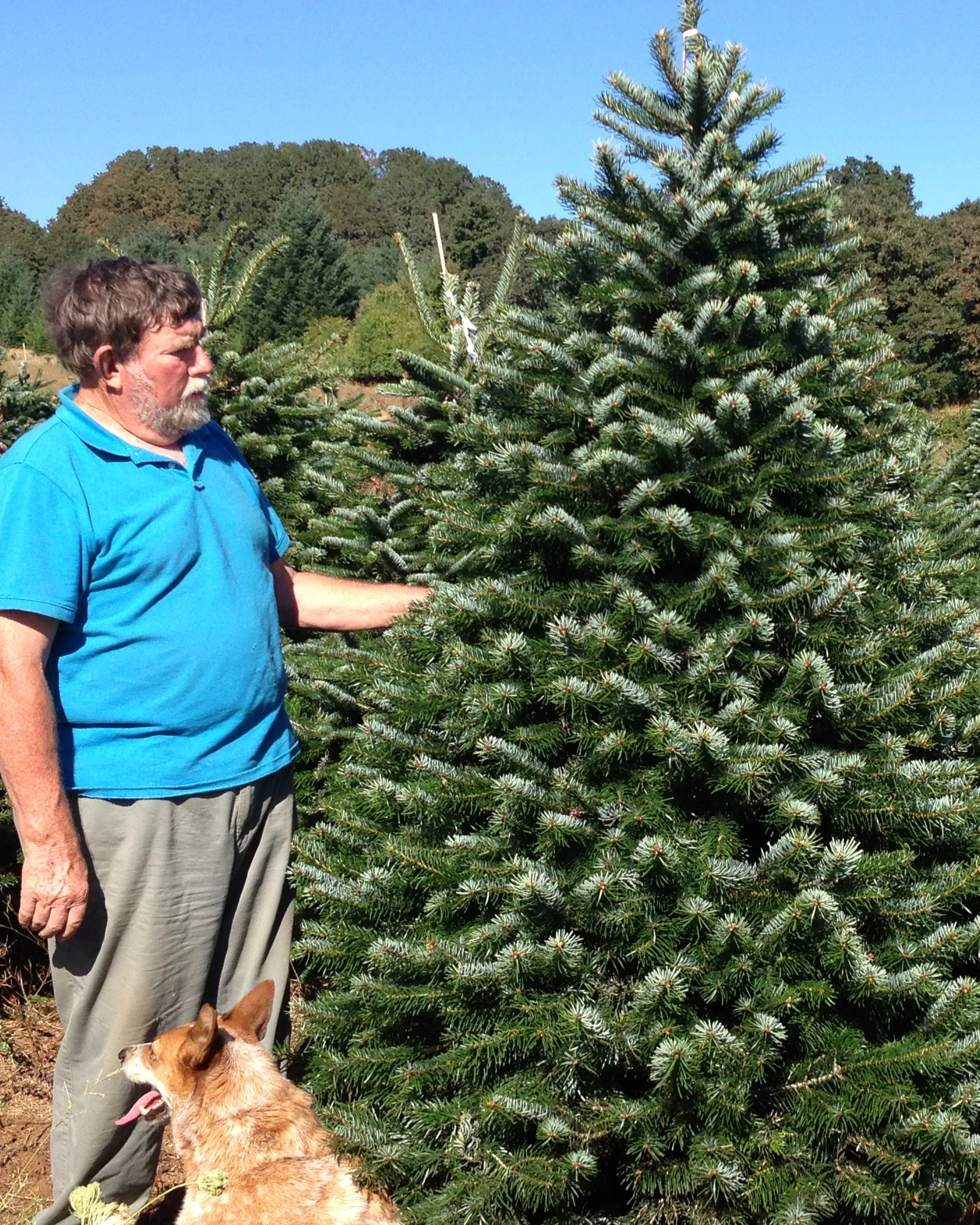 Nordmann Fir