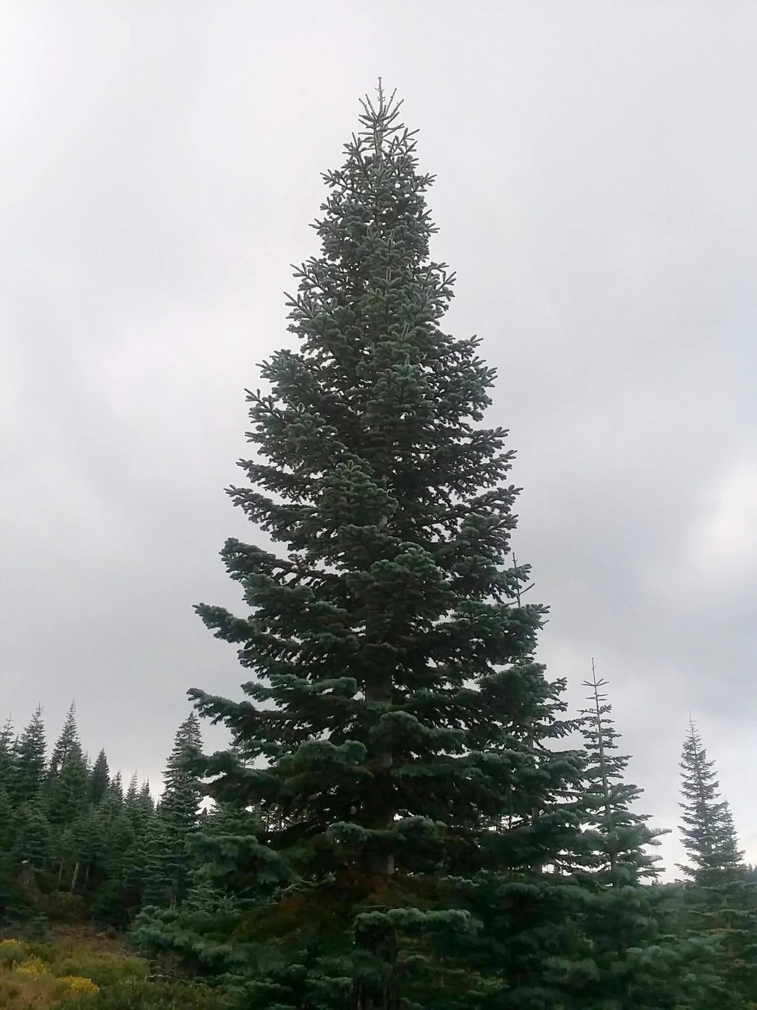 04_Silvertip - Big.jpeg