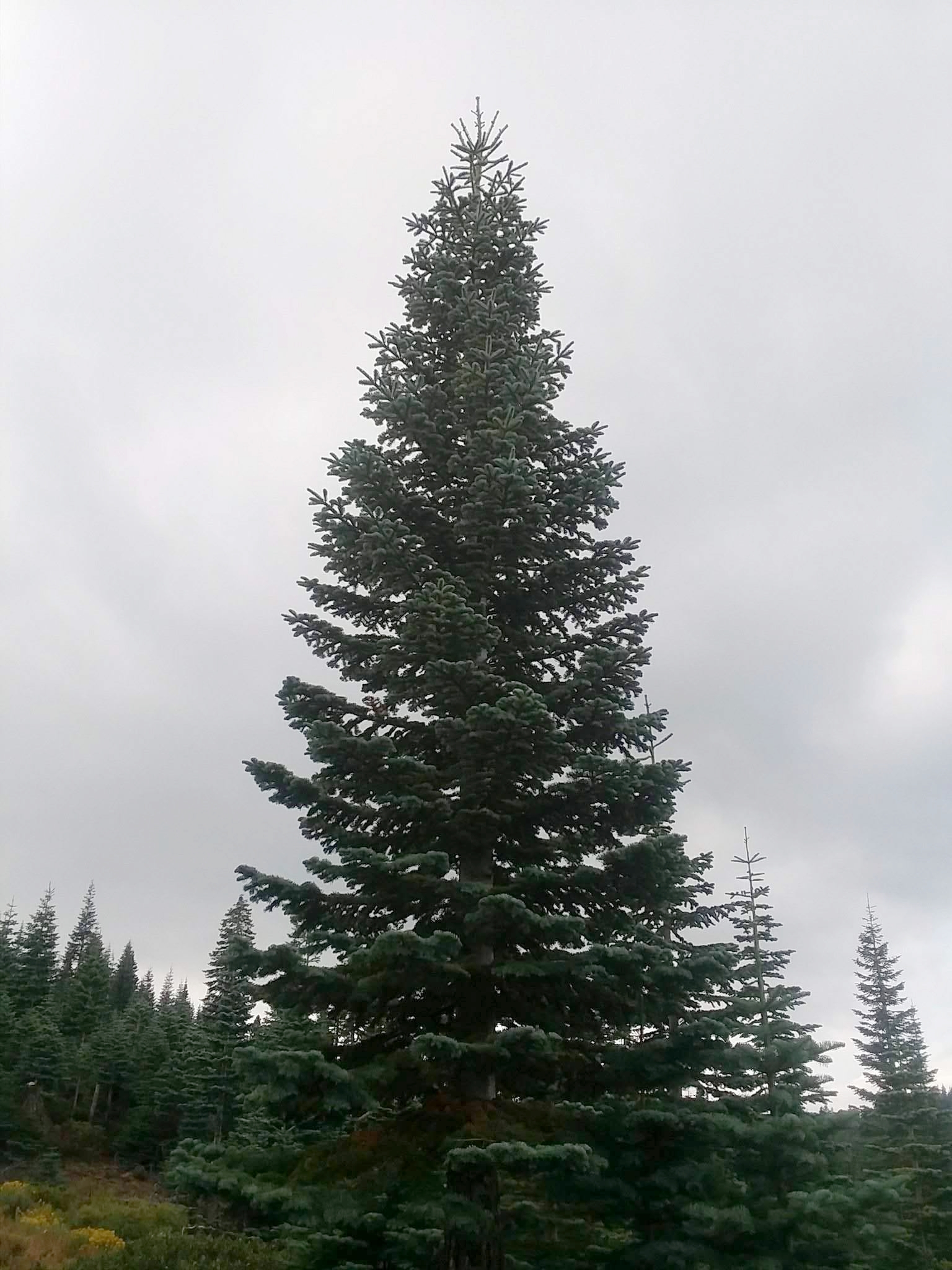 04_Silvertip - Big.jpeg