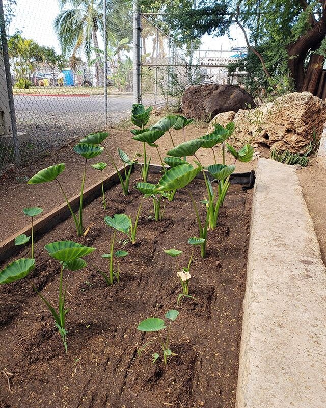 Still working to grow more of our own food - not just for pandemic times, but to reclaim our food and our health! Two varieties of kalo, starting to thrive. Mahalo nui to @samkapoi and @manaai for the huli! | #Waianae #AlohaLivesHere