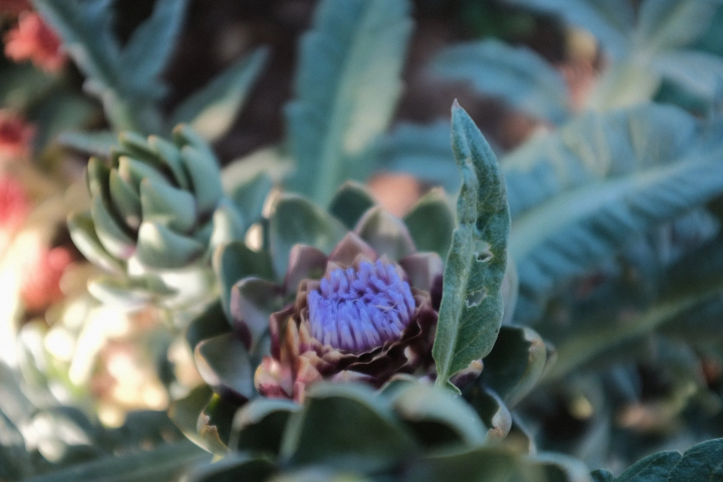 E7A9A433-C784-4745-9CA3-532C8C46BBE2-617-0000003FD79635C4 2.JPG