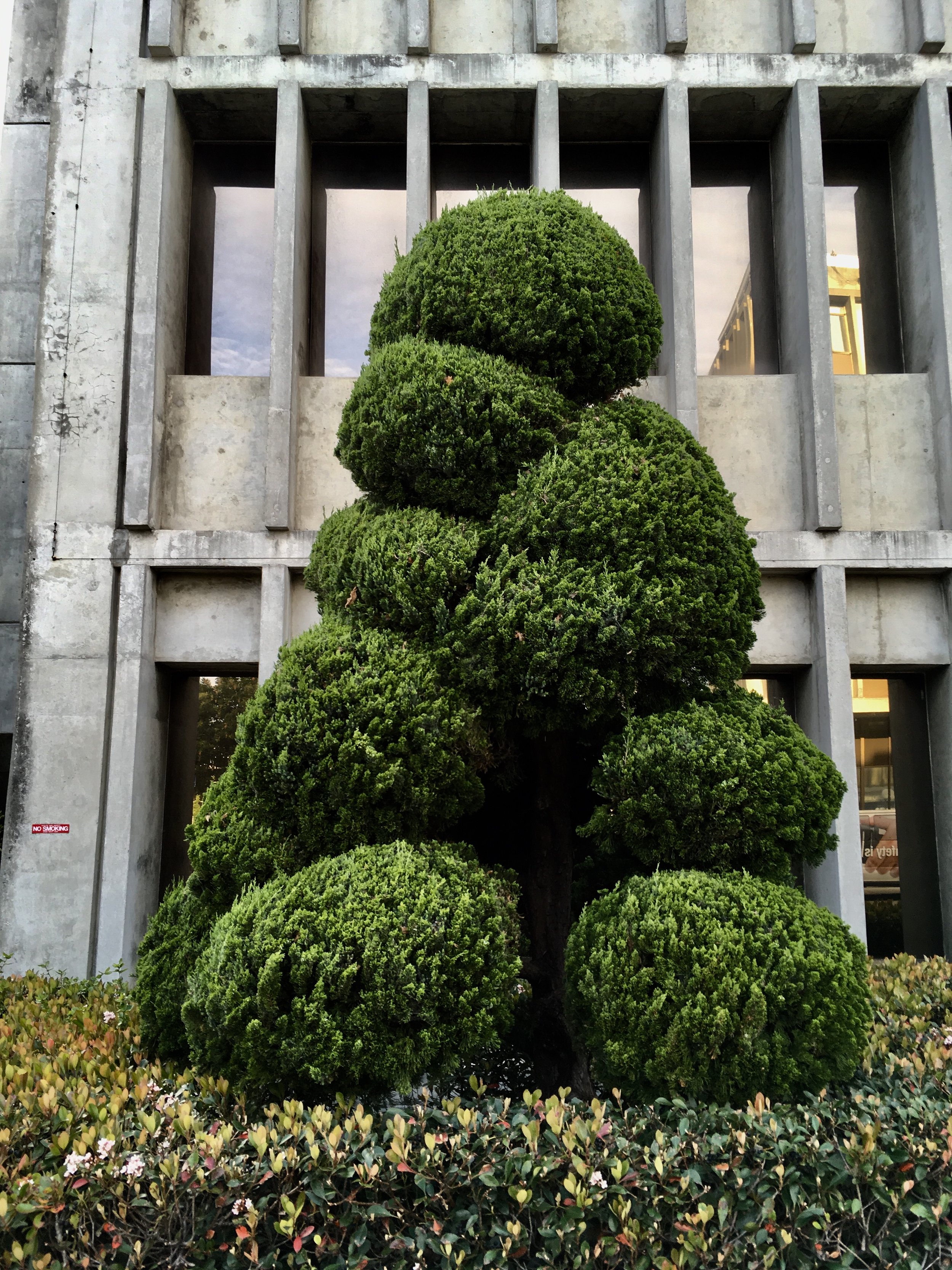  Urban trees San Francisco 