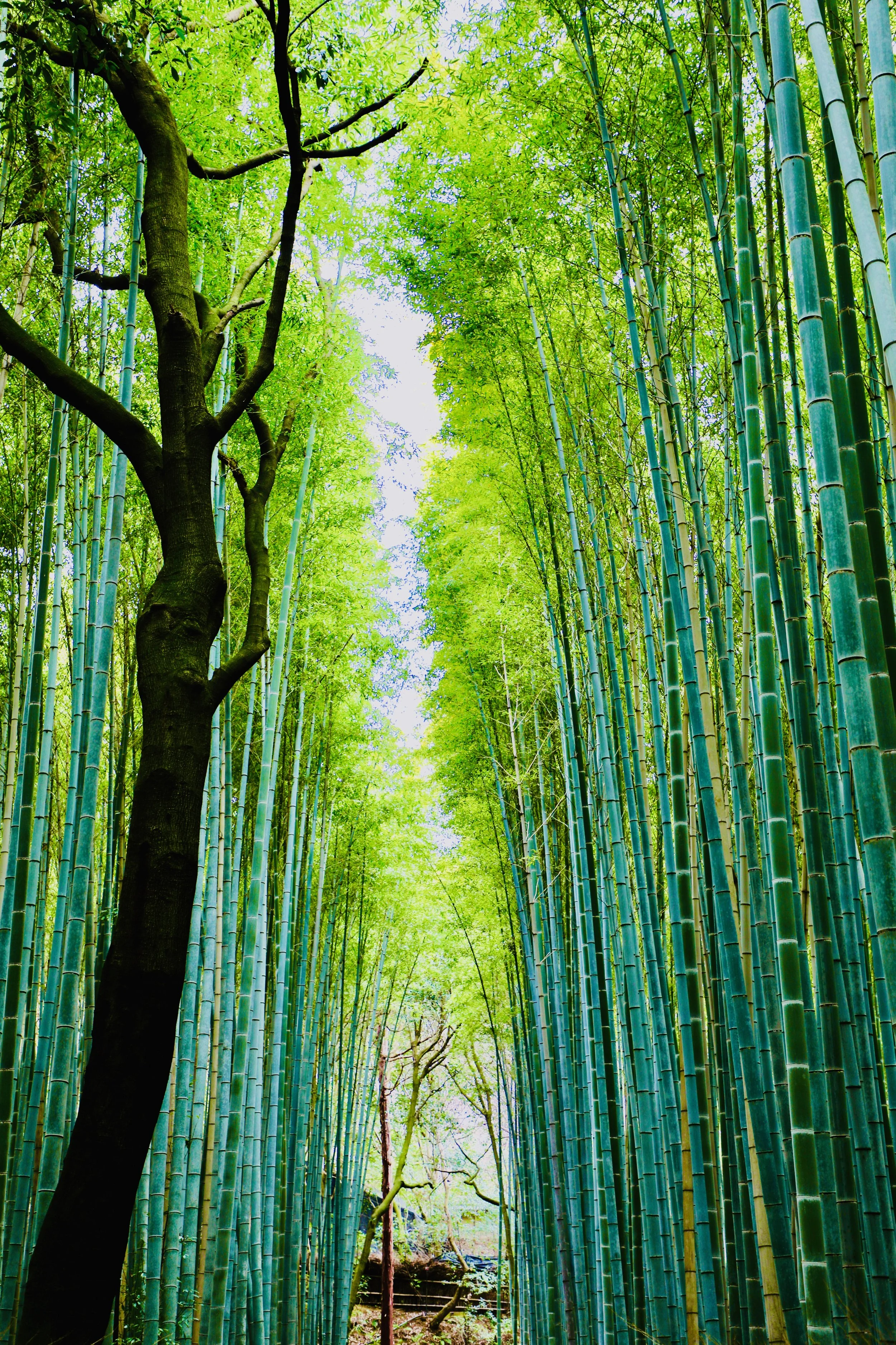 Photo: Bamboo