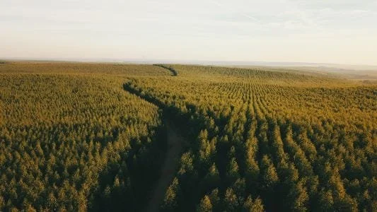 How the ‘green economy’ exacerbates deforestation in Brazil